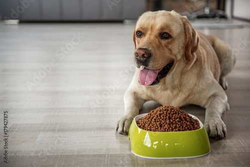 Glad labrador eating food on floor