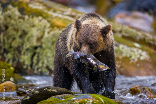 Orso grizzly della costa che pesca salmoni in Canada o Alaska photo