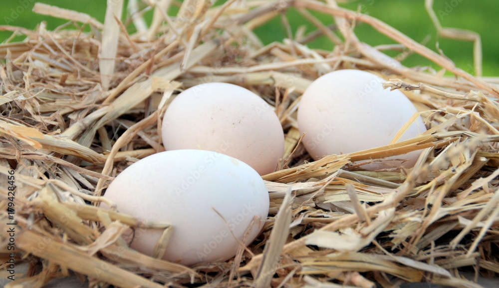 oeufs frais bio de poule dans la paille oeufs frais bio de poule dans la paille