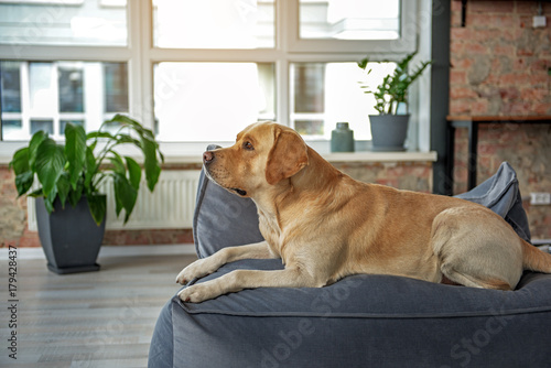 Serious dog lying on comfortable sofa