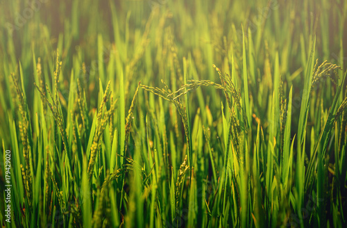 Close up paddy rice field with ray of lights on green background.