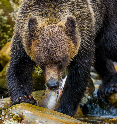 Orso grizzly della costa che pesca salmoni in Canada o Alaska photo