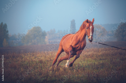 Red horse galloping on the trees background in autumn photo