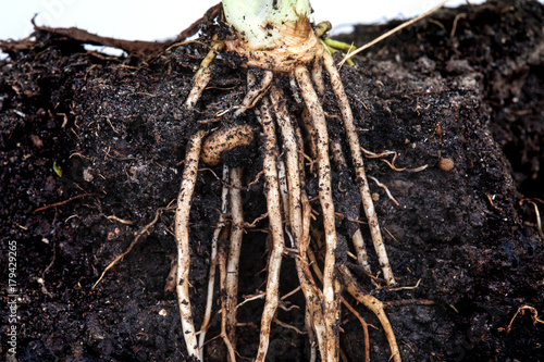 roots of parsley under the soil