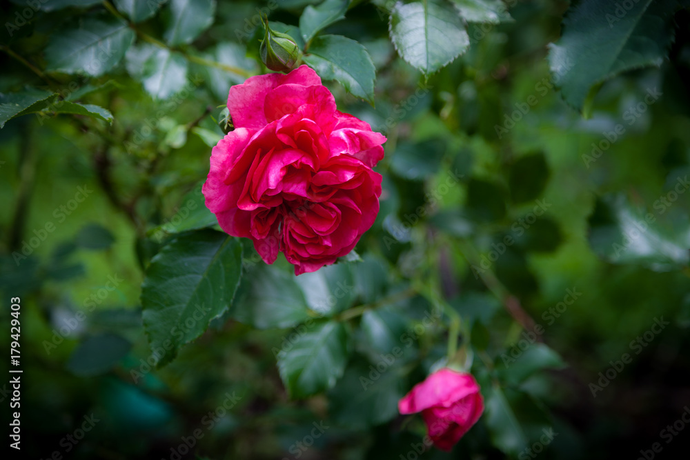 Bright pink roses