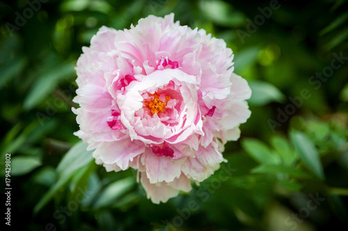 Head of a pink peony flower 