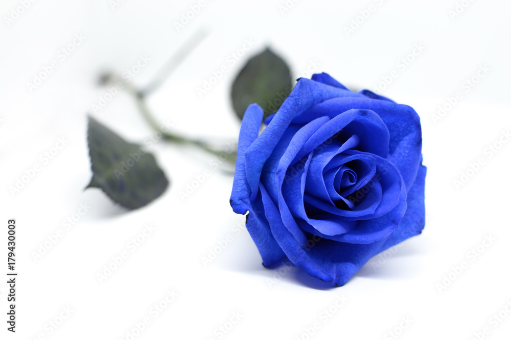 Fiore di una rosa blu isolata su sfondo bianco Stock Photo