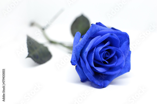 Fiore di una rosa blu isolata su sfondo bianco