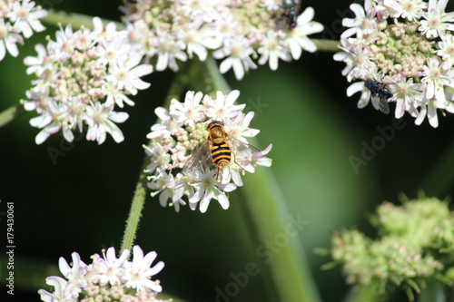 A bee on Hedge Garlic flower around river the Rotte in Zevenhuizen