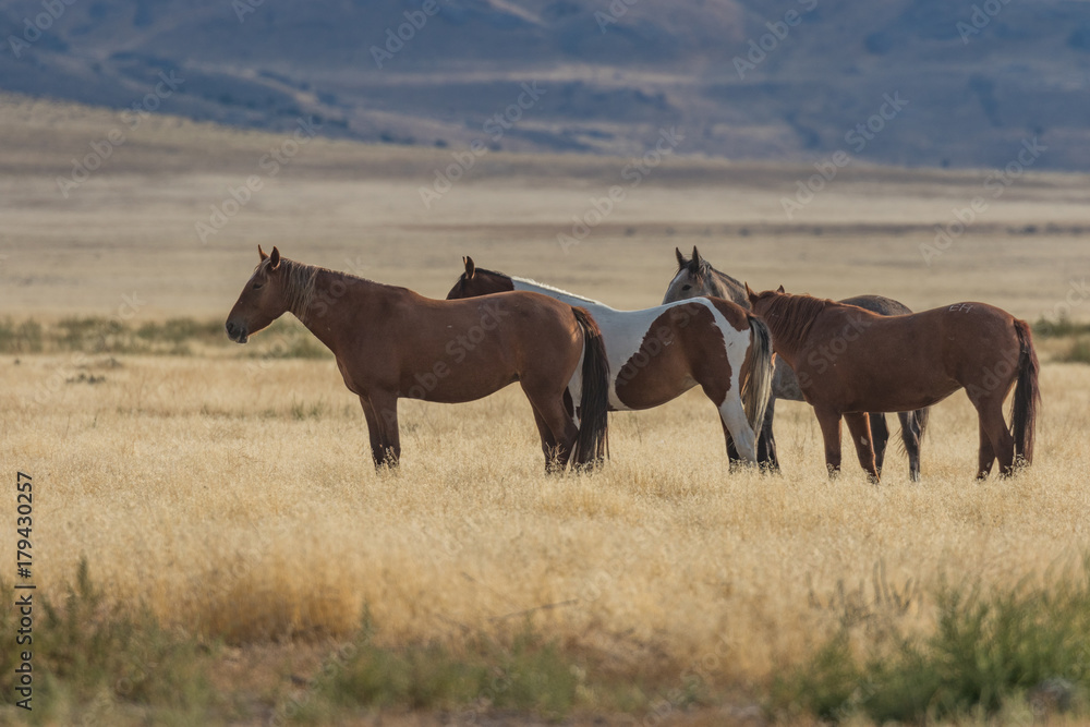 Herd of Wild Horses (mustangs) in the Utah Desert