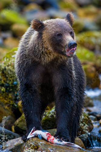 Orso grizzly della costa che pesca salmoni in Canada o Alaska photo