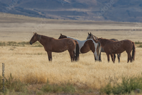 Herd of Wild Horses  mustangs  in the Utah Desert
