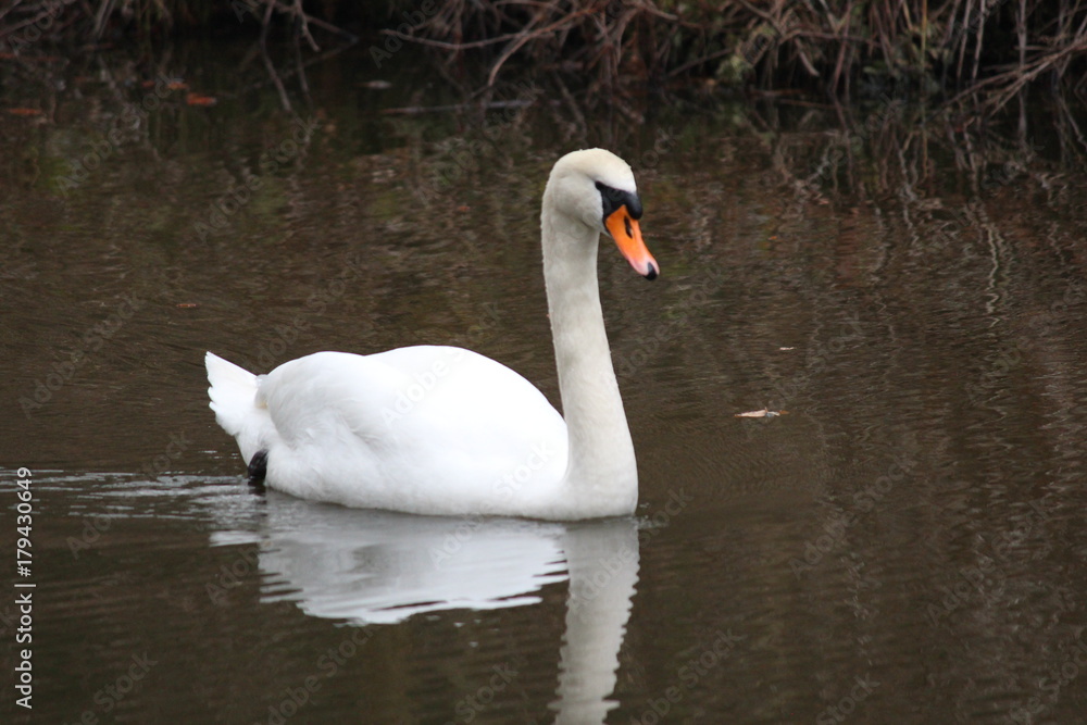 Swan swimming in a pool in Moerkapelle Swan swimming in a pool in Moerkapelle