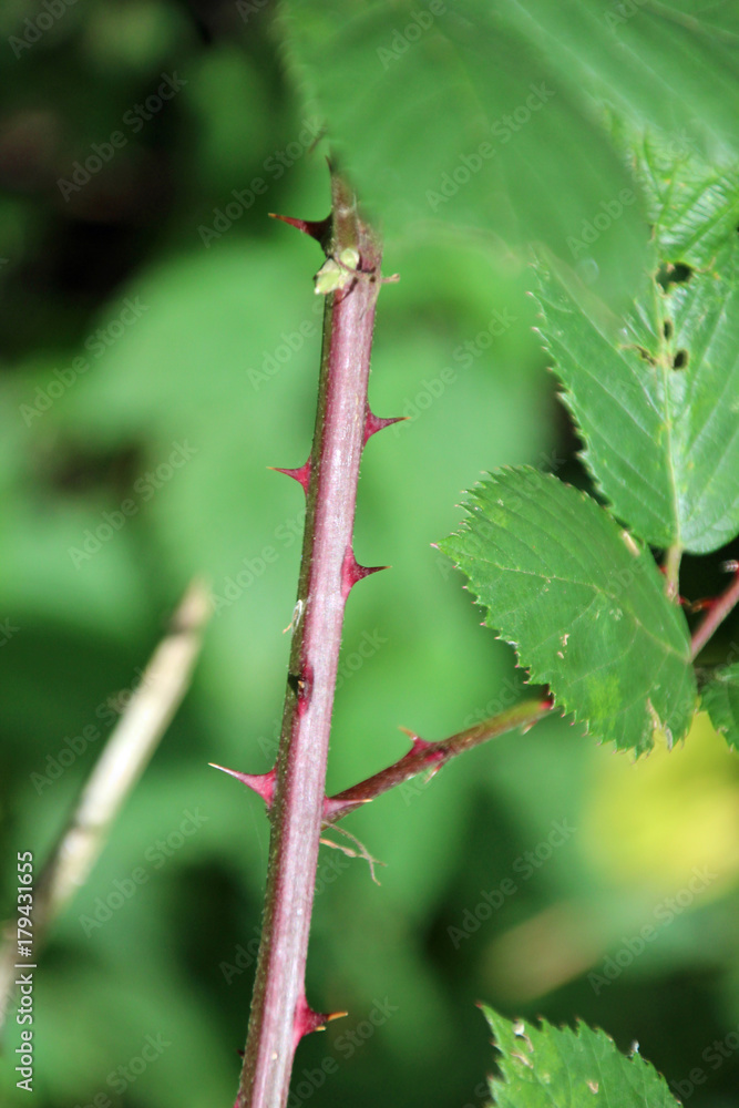 Thorns on a blackberry plant in the forest Hitland, The Netherlands Thorns on a blackberry plant in the forest Hitland, The Netherlands