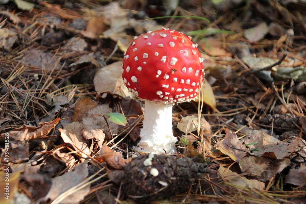fly Amanita in the forest during autumn fly Amanita in the forest during autumn