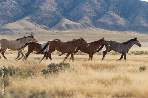 Herd of Wild Horses (mustangs) in the Utah Desert