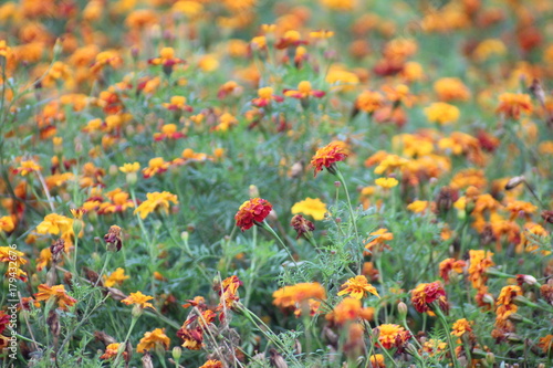 African marigold flowers on a field at a nursery