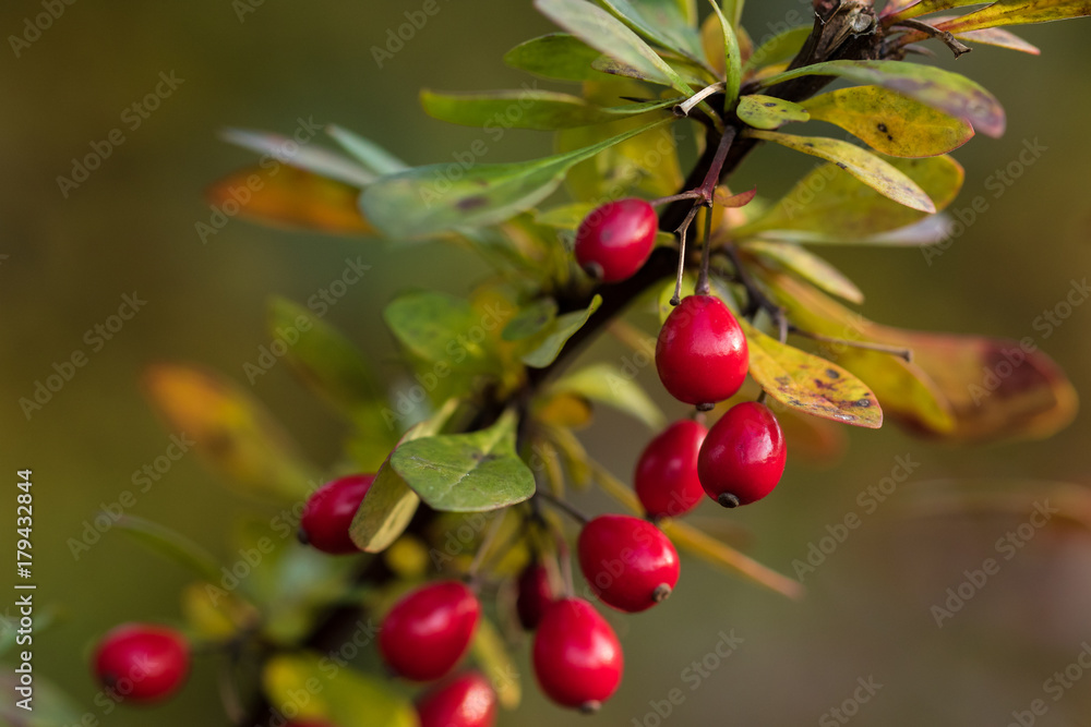 Twig with red berries and leaves of a berberis plant, close up Twig with red berries and leaves of a berberis plant, close up