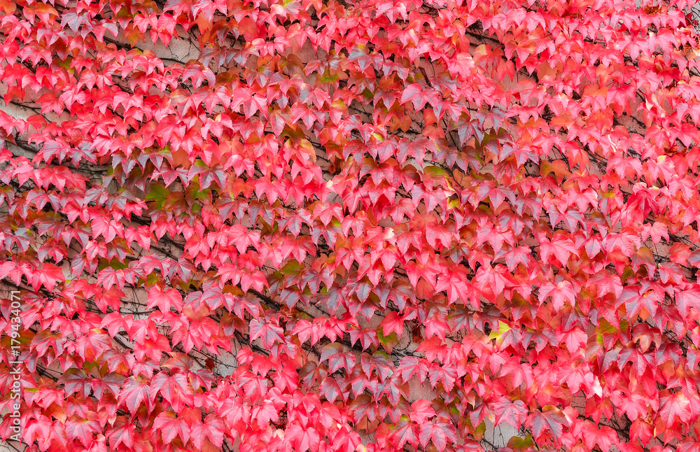 Beautiful bright red ivy background. Hedera or ivies vibrant red autumn leaves over stone wall for background or mockup. Red ivy close up. Beautiful bright red ivy background. Hedera or ivies vibrant red autumn leaves over stone wall for background or mockup. Red ivy close up.