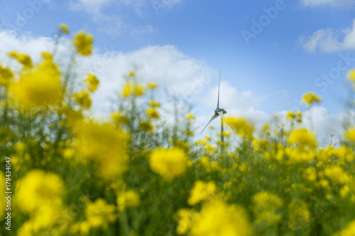 Windmills for electric power behind flowering rapeseed field in France. Agricultural landscape on a sunny day. Environment friendly electricity production, renewable energy concept