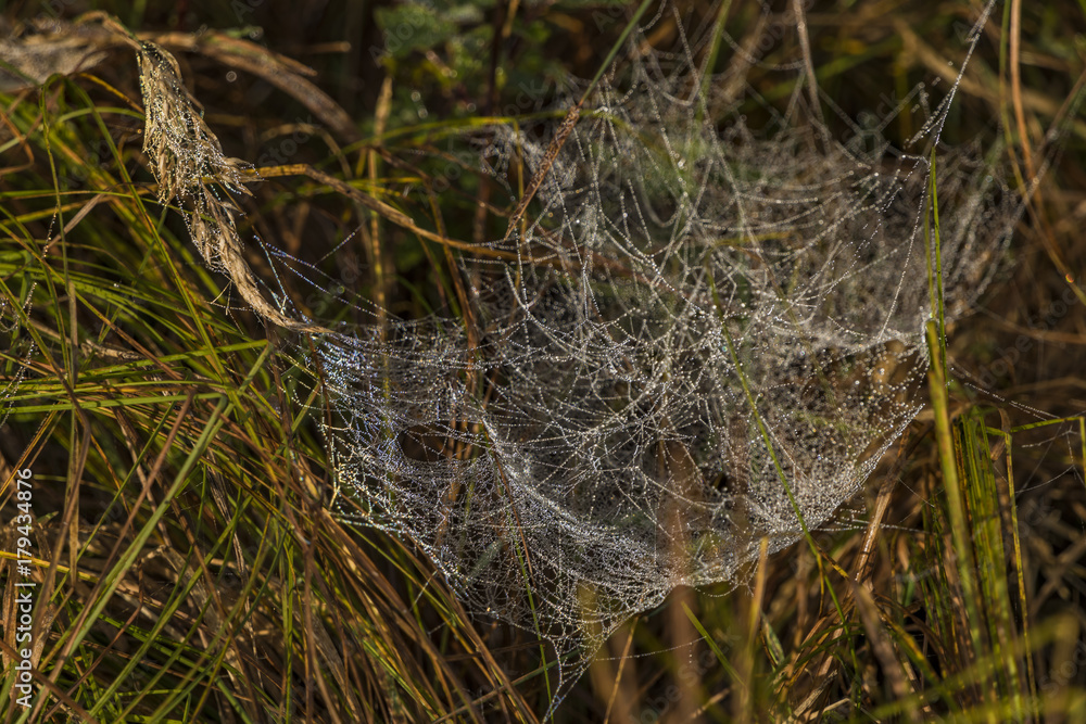 Silver and golden cobweb near Kladska pond and village Silver and golden cobweb near Kladska pond and village