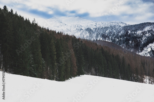 Winter mountain landscape with pine forest