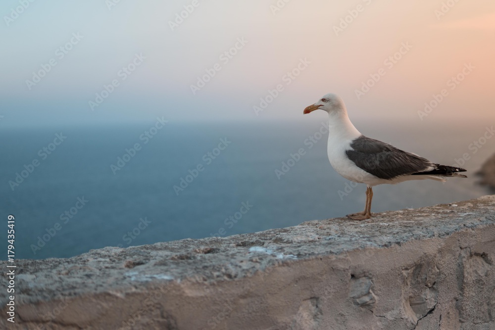 ave mirando el horizonte, el mar