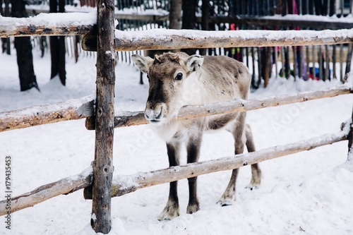 Baby reindeer in a winter forest farm in Lapland. Finland
