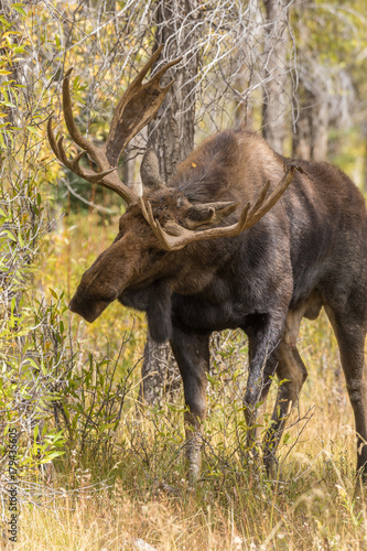 Bull Shiras Moose in the Fall Rut © natureguy