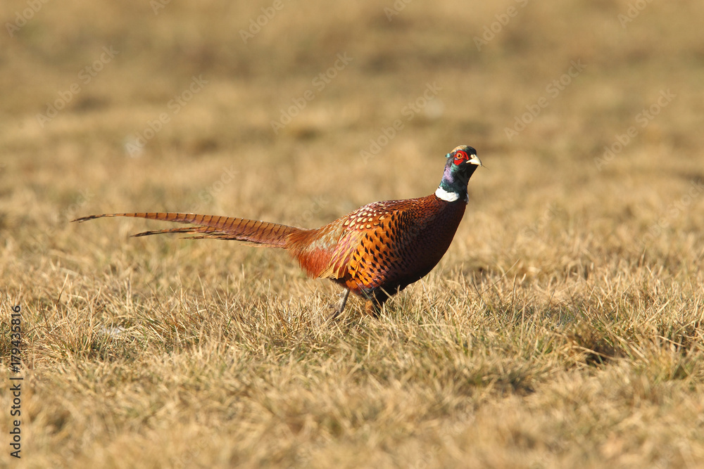 Obraz premium common pheasant - Phasianus colchicus