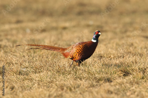 common pheasant - Phasianus colchicus