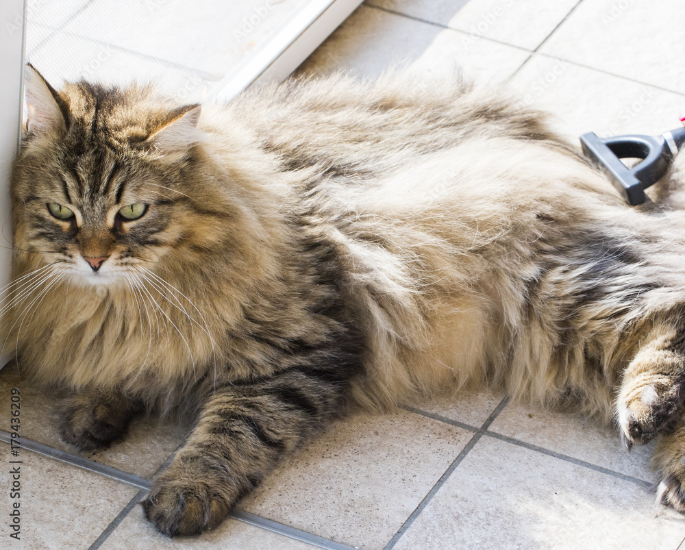 Male brown tabby cat with long hair, siberian purebred male Stock Photo |  Adobe Stock