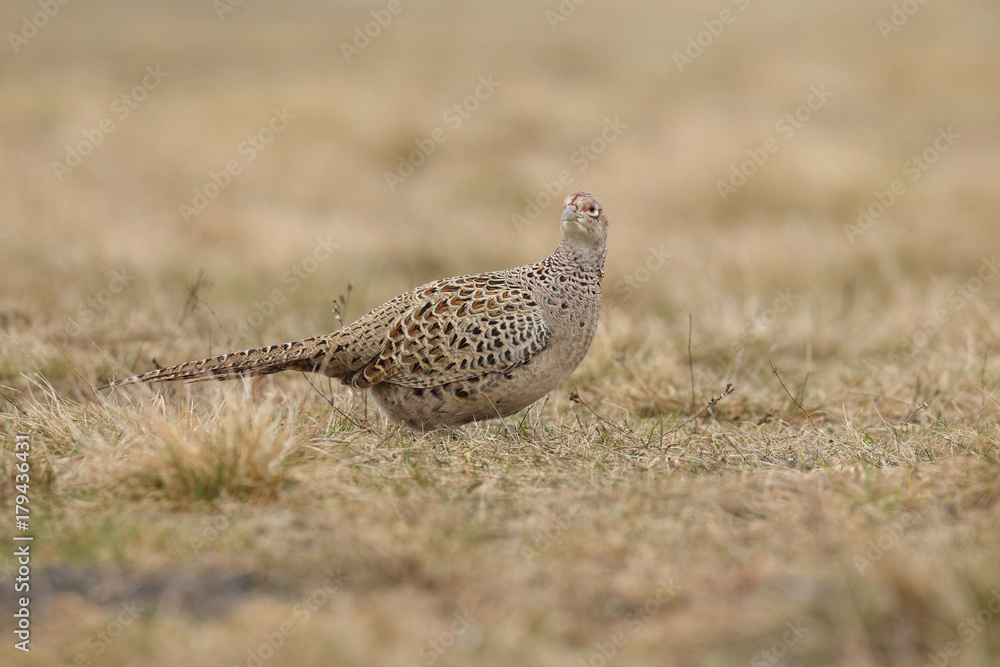 common pheasant - Phasianus colchicus common pheasant - Phasianus colchicus