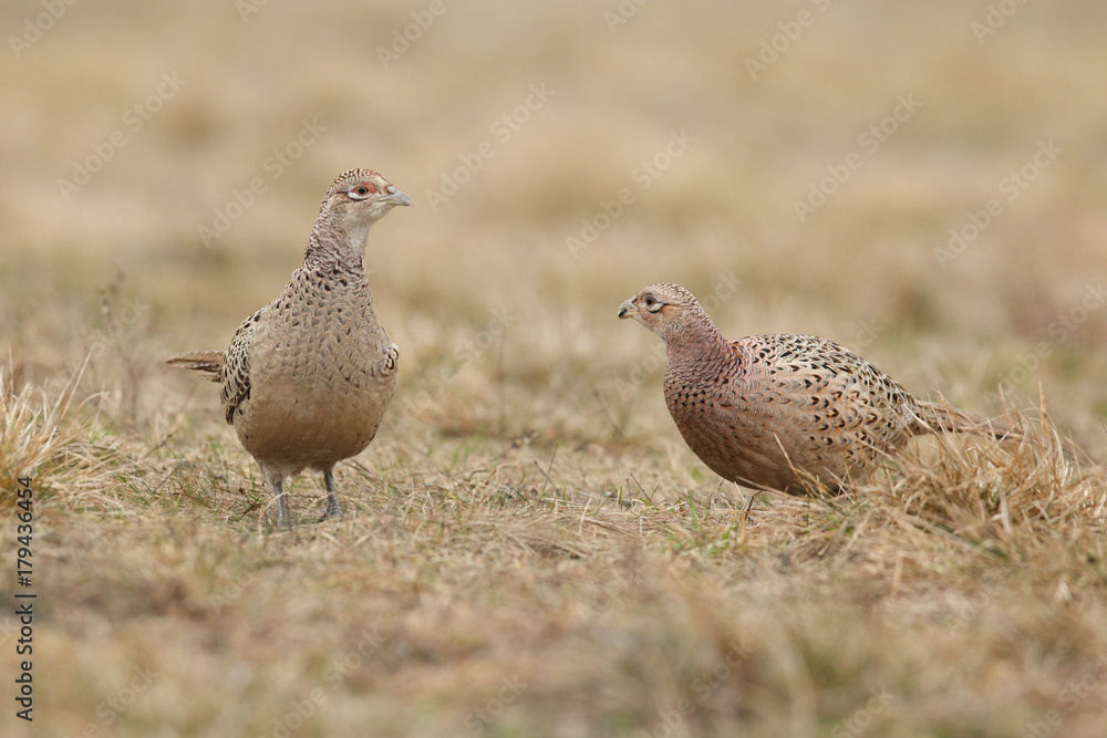 common pheasant - Phasianus colchicus common pheasant - Phasianus colchicus