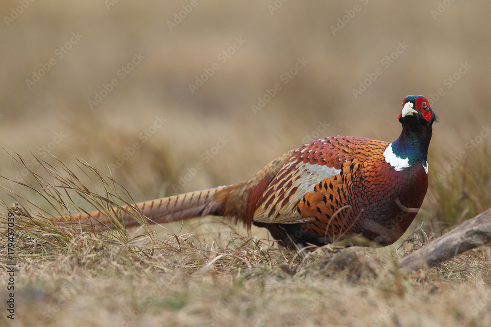 Fototapeta premium common pheasant - Phasianus colchicus