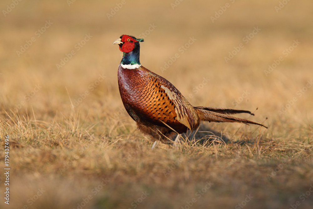 Fototapeta premium common pheasant - Phasianus colchicus