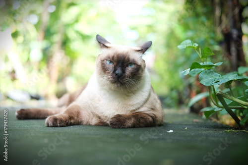 Foto Thailand Cat lethargic