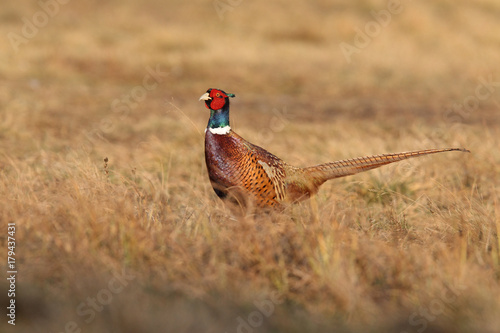 Wallpaper Mural common pheasant - Phasianus colchicus Torontodigital.ca