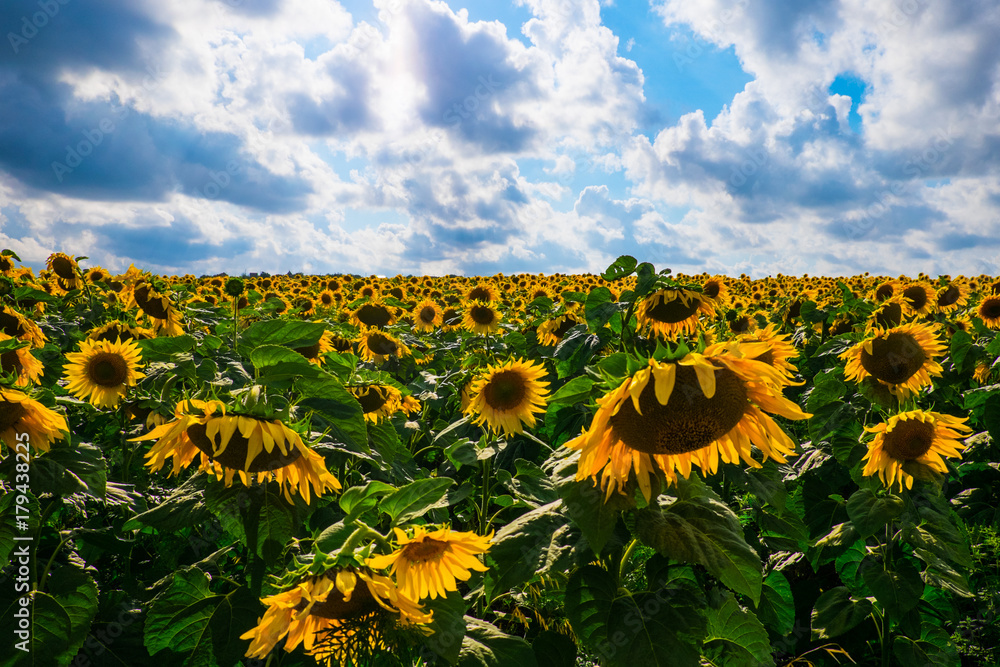 Fototapeta premium field of sunflowers