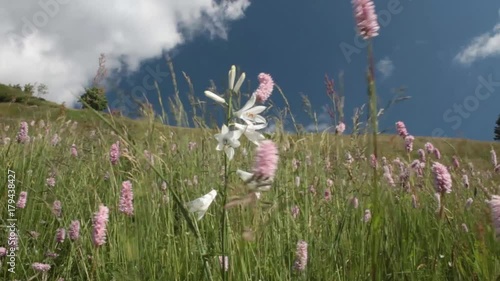 Fiori al vento nel prato di montagna