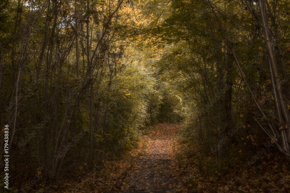 Fototapeta premium Drean Forrest