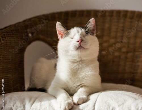 Fototapeta Naklejka Na Ścianę i Meble -  White blind cat resting on wicker chair with proud and happy smile on it's face
