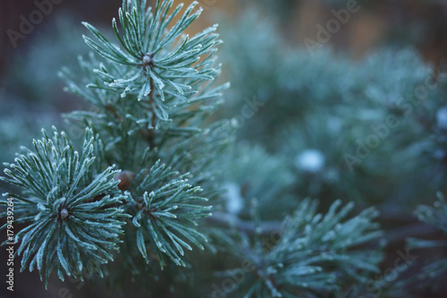 Pine branches covered with hoarfrost, the beginning of winter