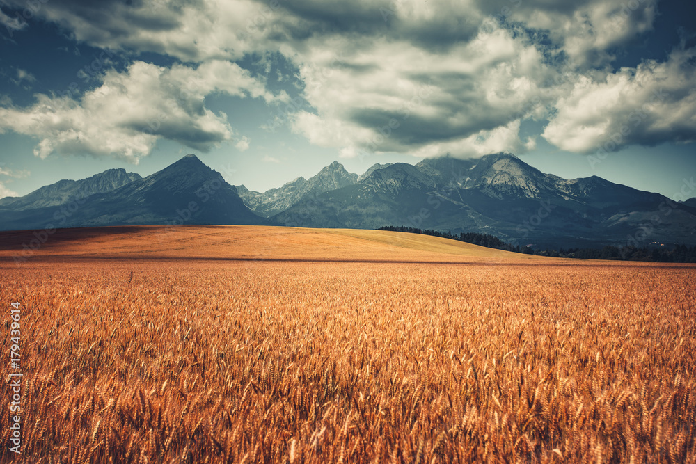 Harvested Wheat Field Under West Tatras, Slovakia. Mountain range and cloudy blue sky in the background. Nature landscape. Travel, holiday, hiking, sport, recreation. Vintage retro toning filter