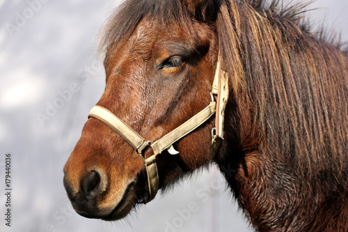 Horses head closeup