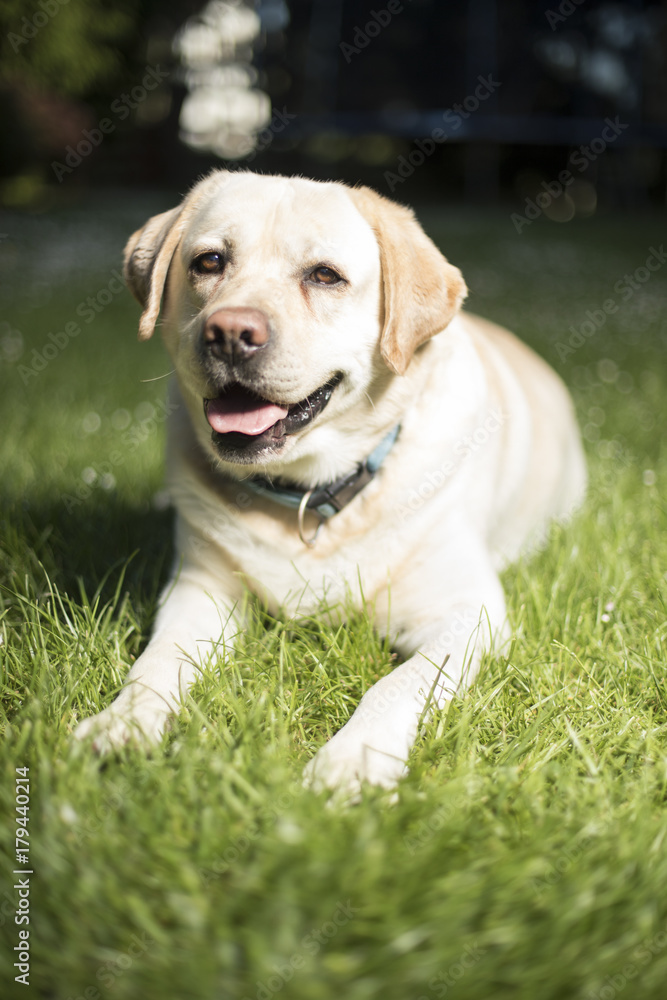 Labrador Retriever dog Labrador Retriever dog