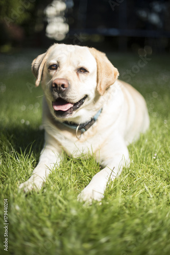 Labrador Retriever dog