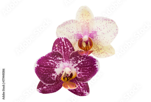 Fototapeta Naklejka Na Ścianę i Meble -  orchid flowers isolated
