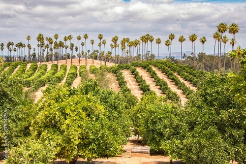 California Orange Grove