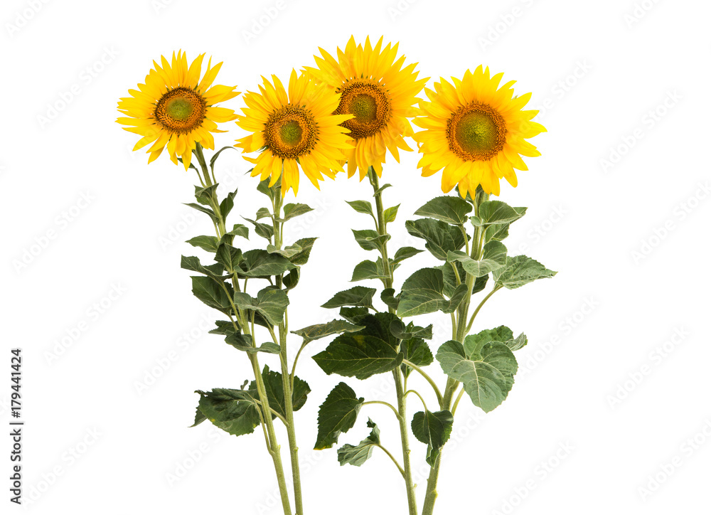 Obraz premium sunflower flowers isolated